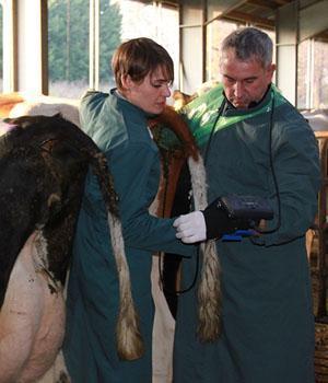 KX5200V VETERINARY ULTRASOUND