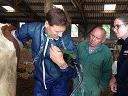 RKU10 VETERINARY ULTRASOUND