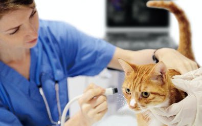 Veterinary Realtime Ultrasound Machines